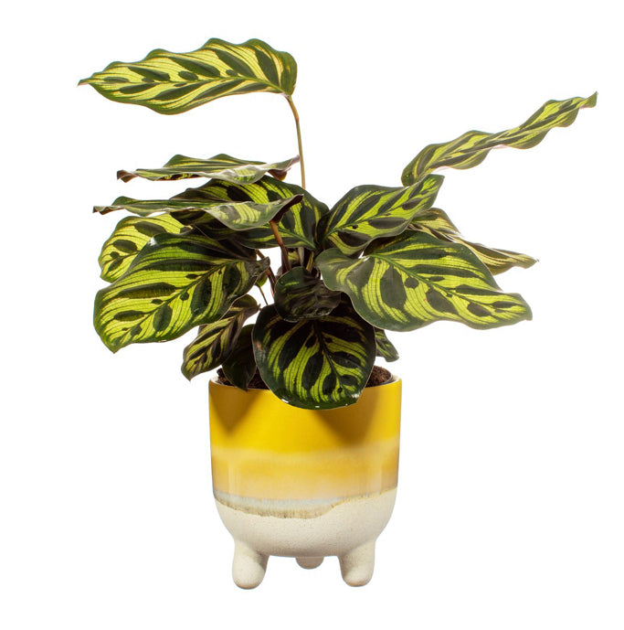 Mojave Glaze Large Planter In Yellow On Legs